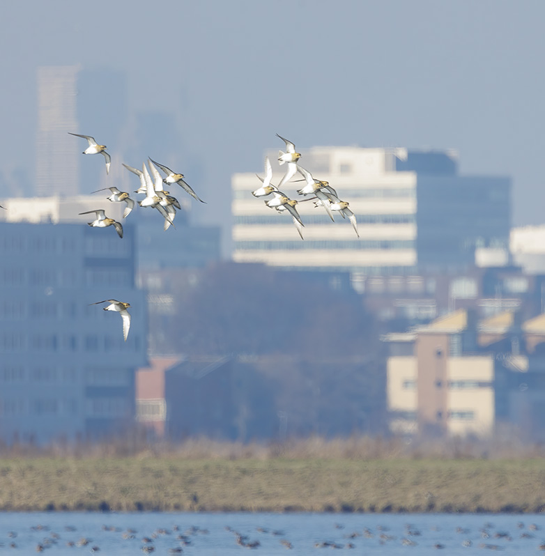 Goudplevieren140223