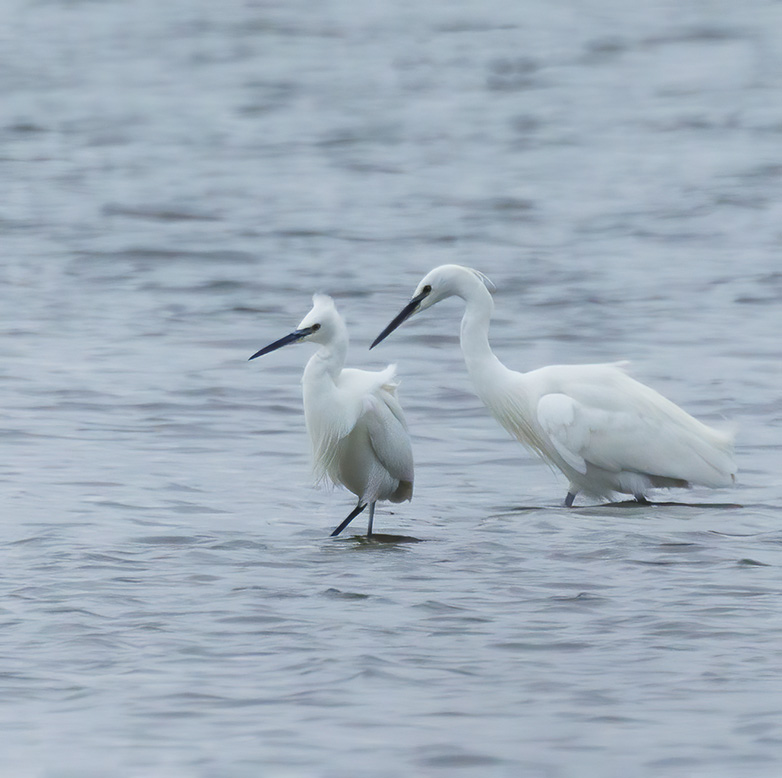 Kleine_Grote_zilverreiger230223