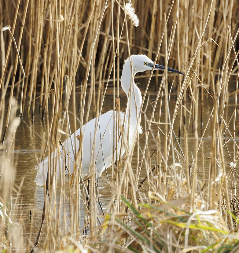 Kleinezilverreiger300123