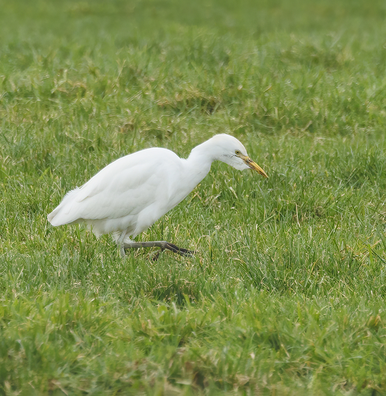 Koereiger130223