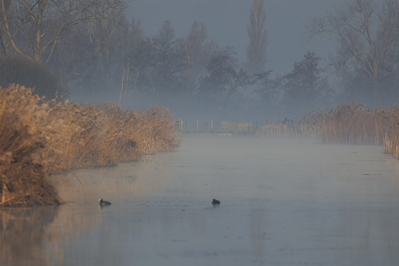 Meerkoeten140223