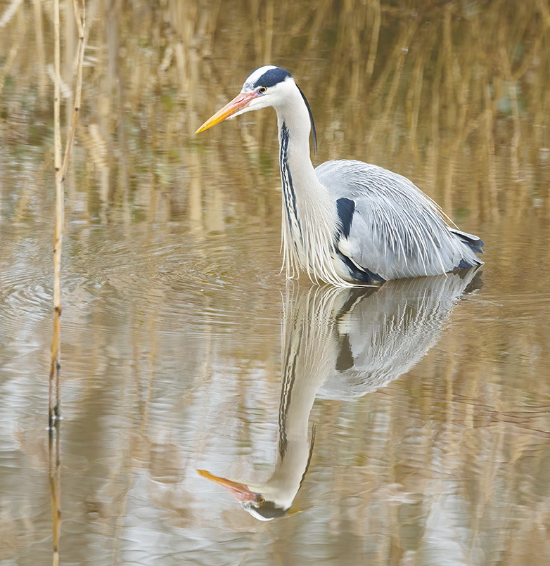 Blauwereiger280223