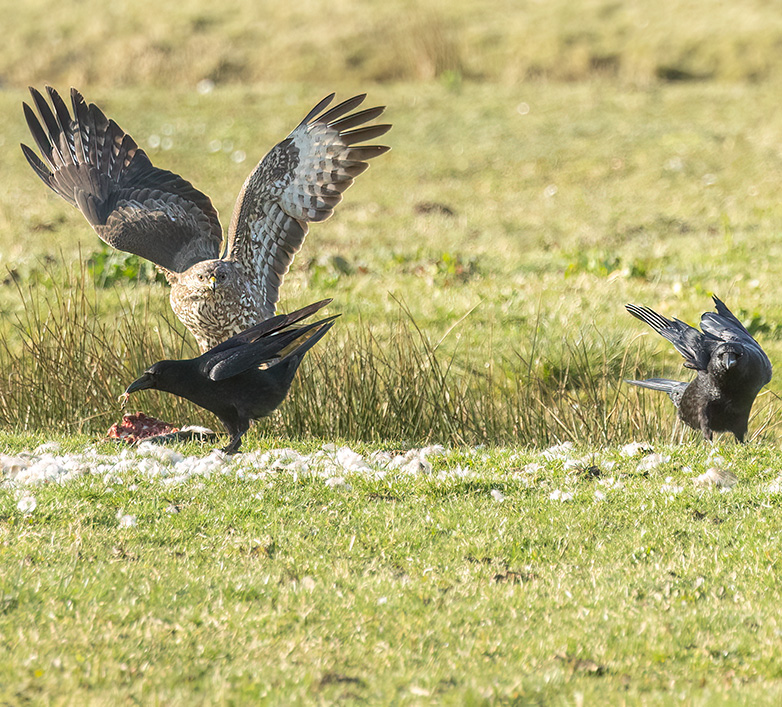 Buizerd_Zwartekraaien170323