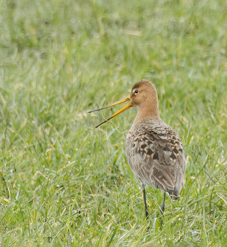 Grutto070323C