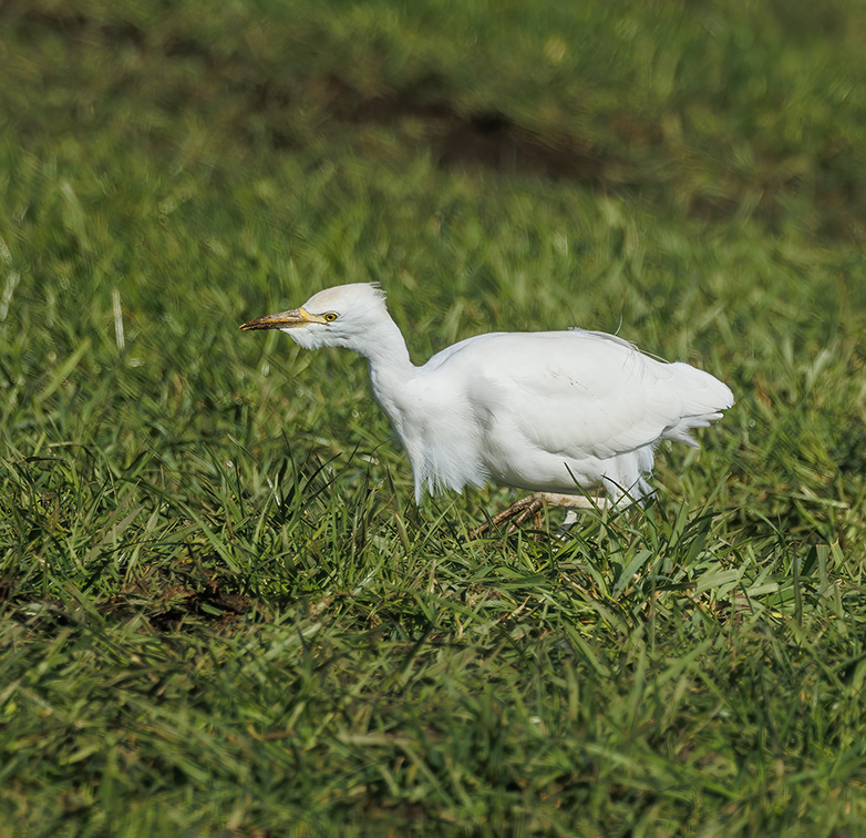 Koereiger020323