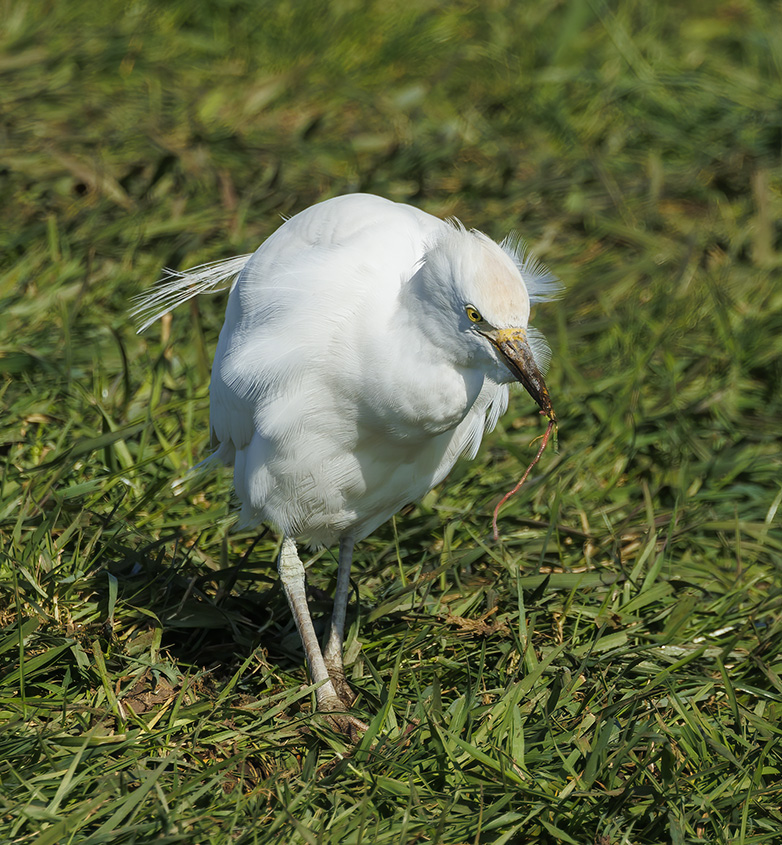 Koereiger020323G