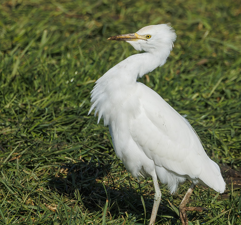 Koereiger020323K