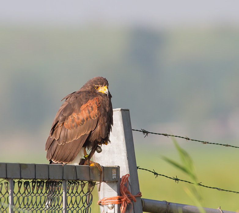 Woestijnbuizerd220811A_N