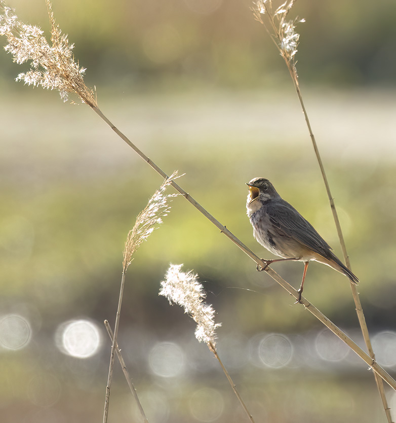 Blauwborst040423A