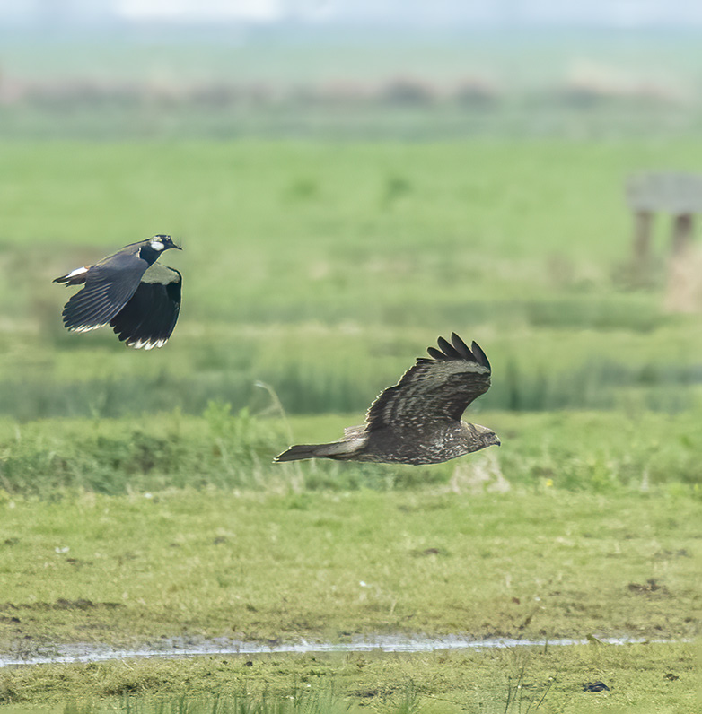 Buizerd_Kievit290323