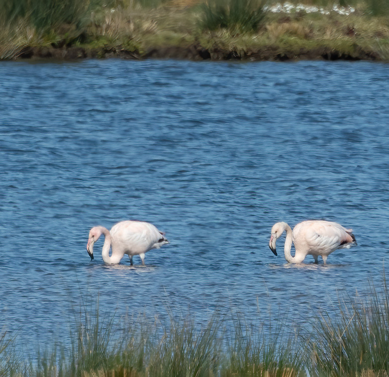 Flamingos040423