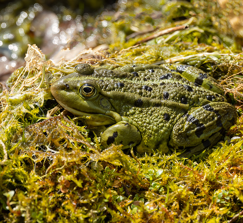 Groenekikker180423