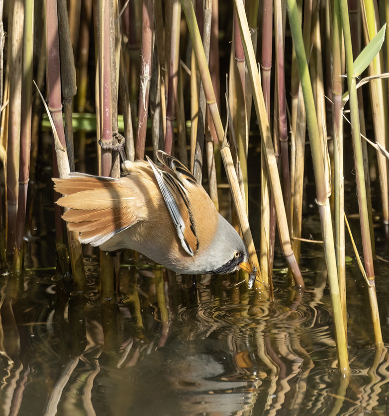 Baardmannetje170523