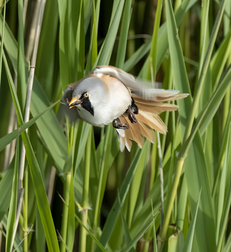 Baardmannetje170523A