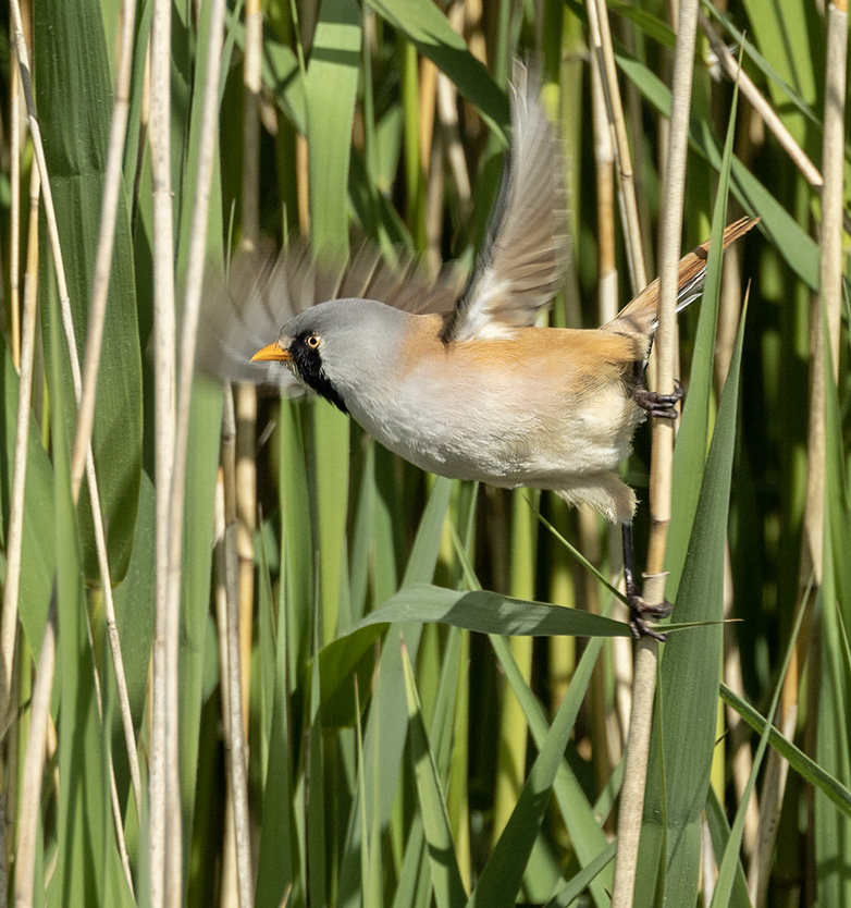 Baardmannetje170523E