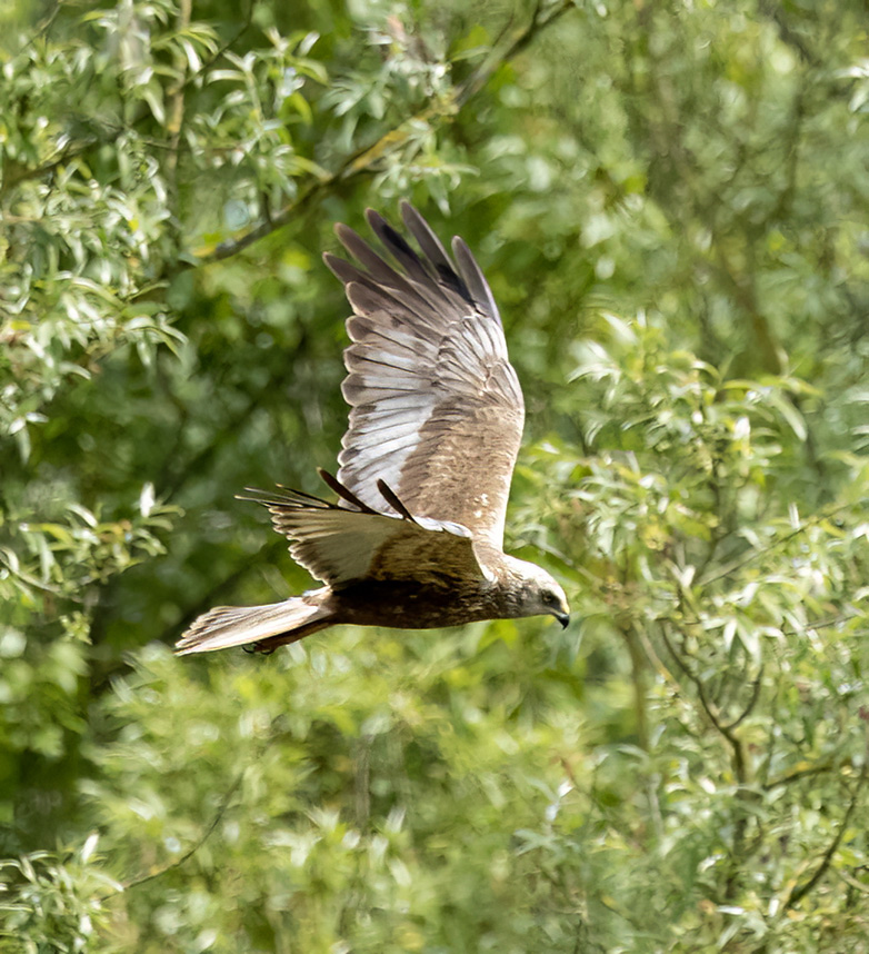 Bruinekiekendief190523