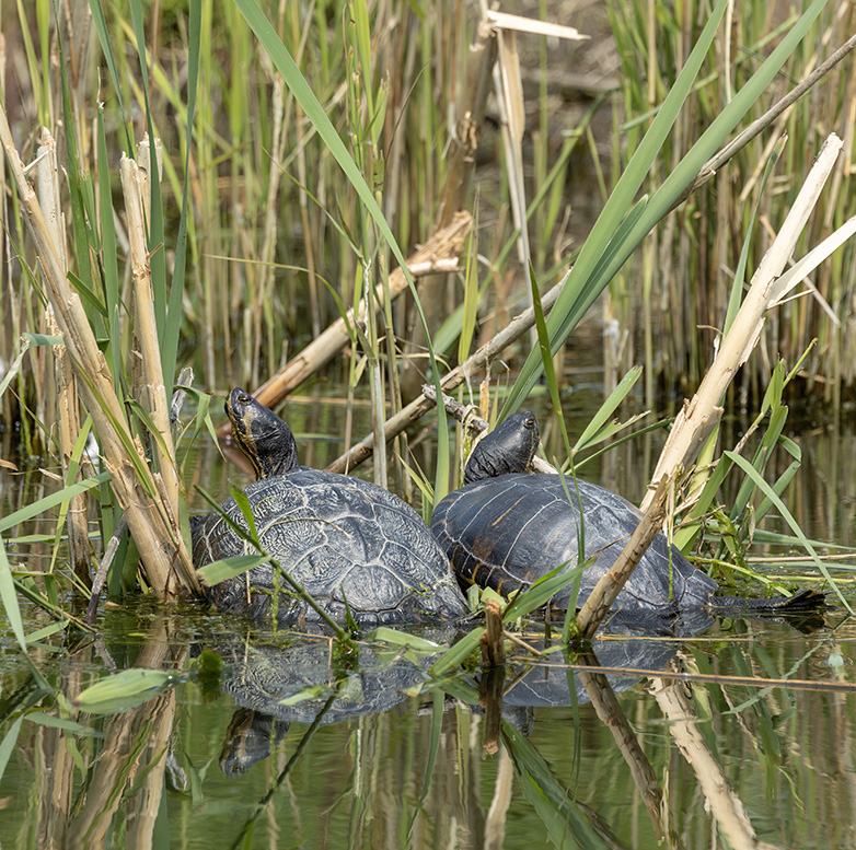 Geelbuikschildpad220523