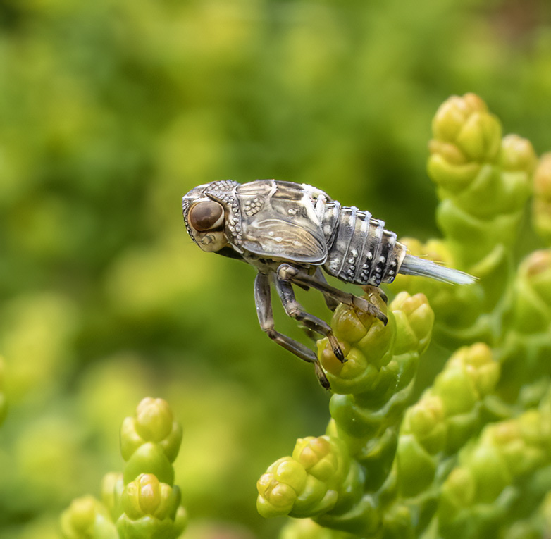 Issuscoleoptratus060523