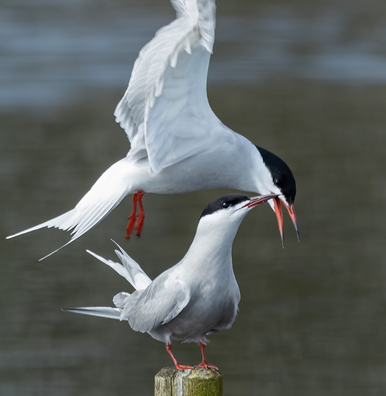 Visdiefjes290423