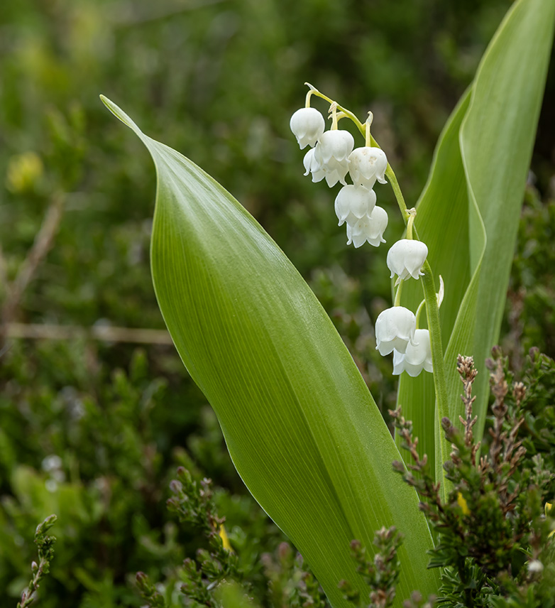 Lelietjevandalen080623