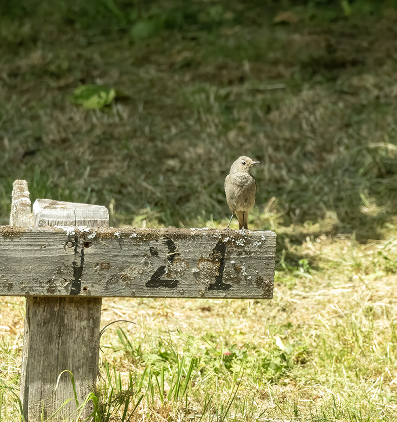 Zwarteroodstaart130623