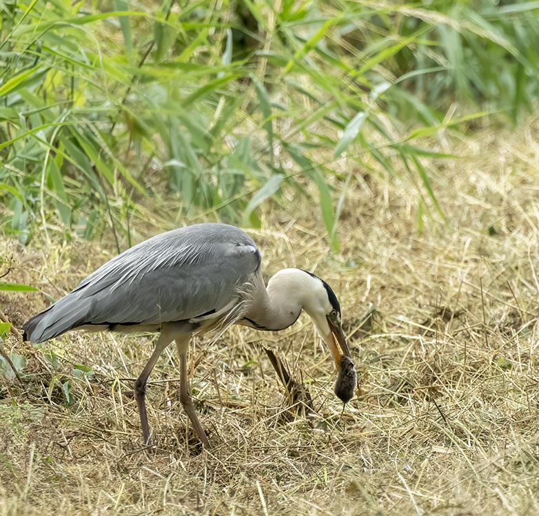 Blauwereiger120723