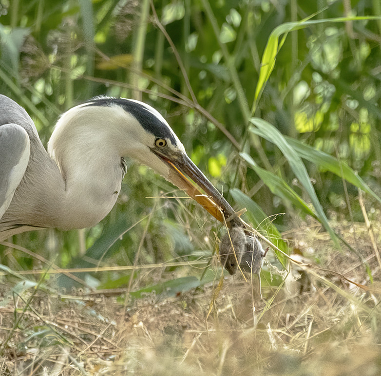 Blauwereiger120723A