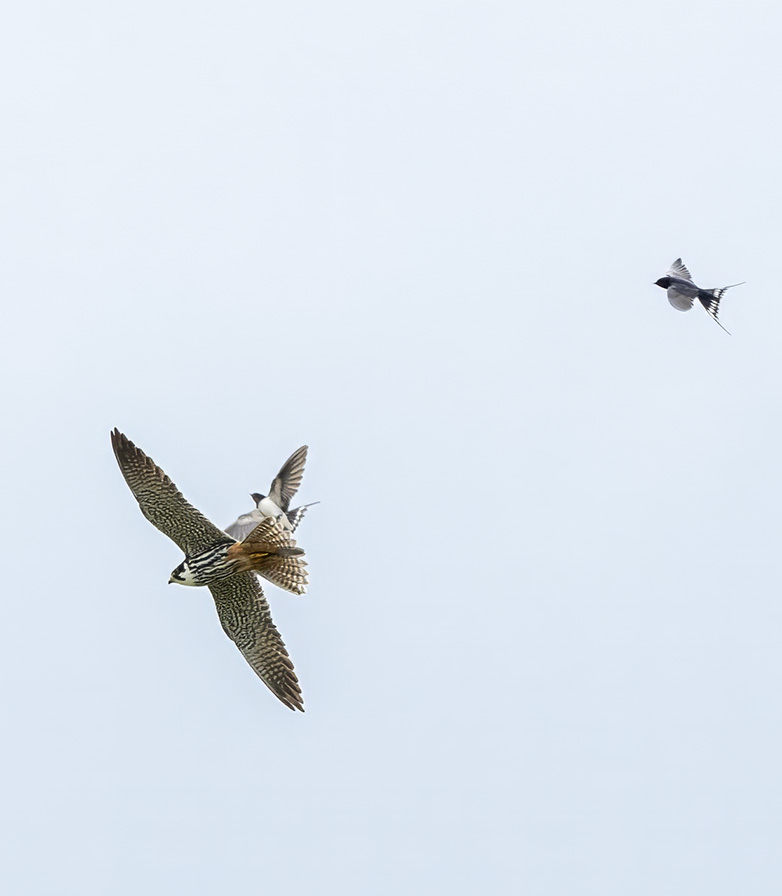 Boomvalk_Boerenzwaluwen290723