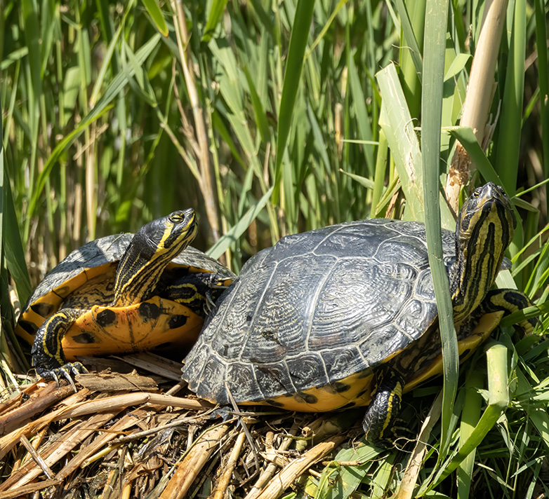 Geelbuikschildpadden260723