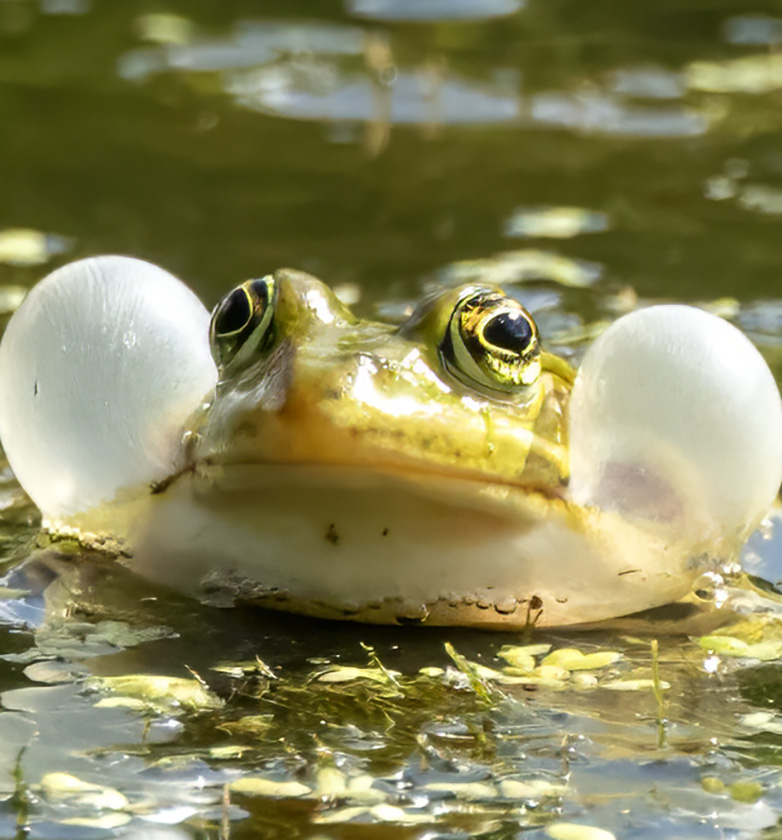 Groenekikker130723