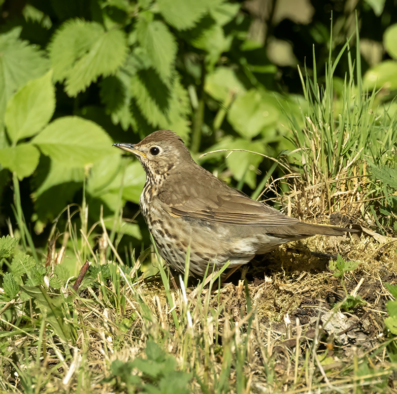 Zanglijster130623