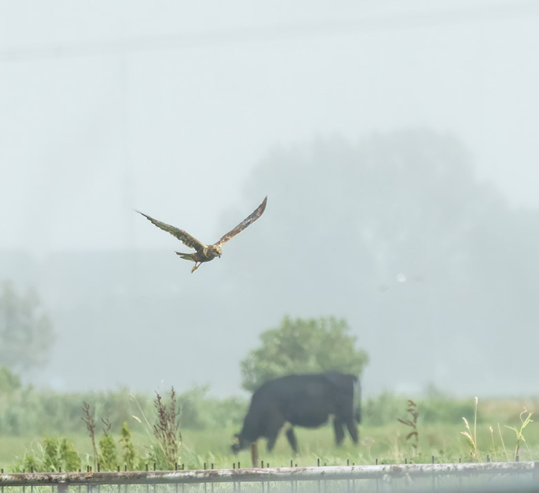 Bruinekiekendief030823