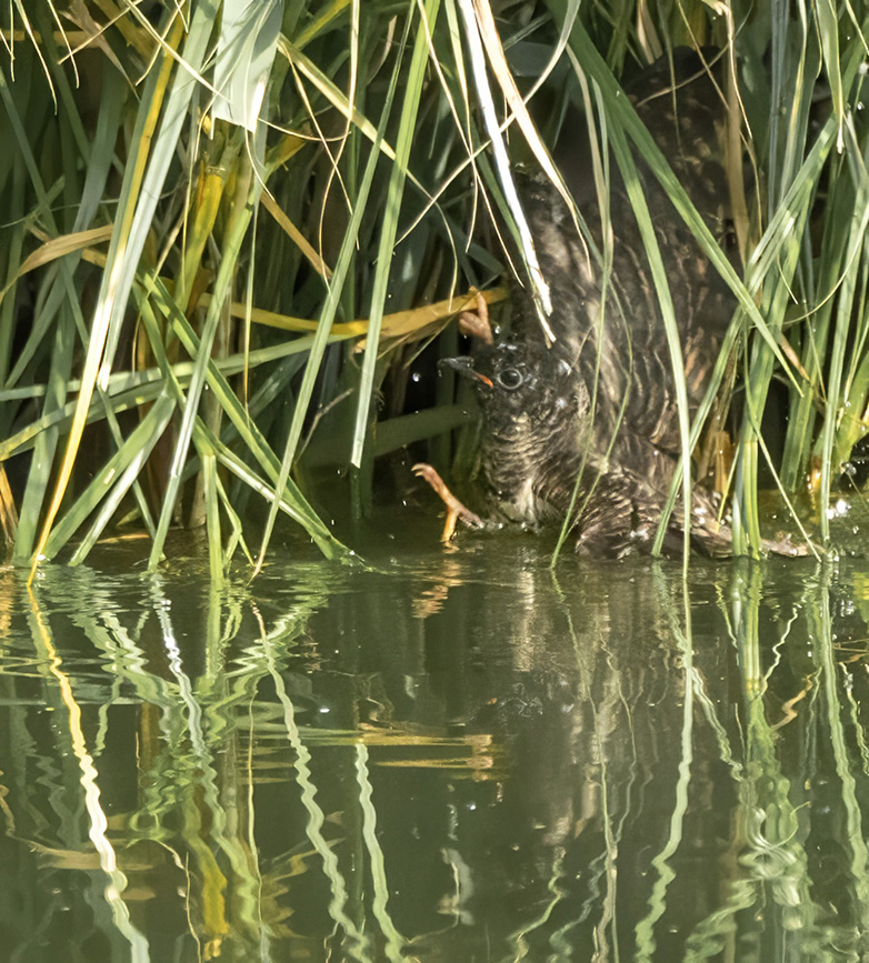 Koekoek080823