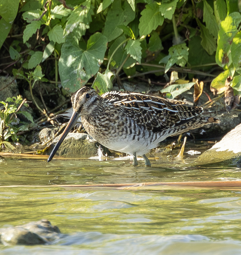 Watersnip170823