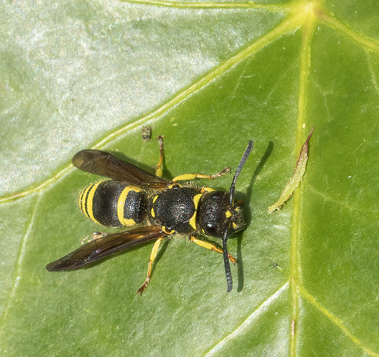 Ancistrocerusnigricornis220423