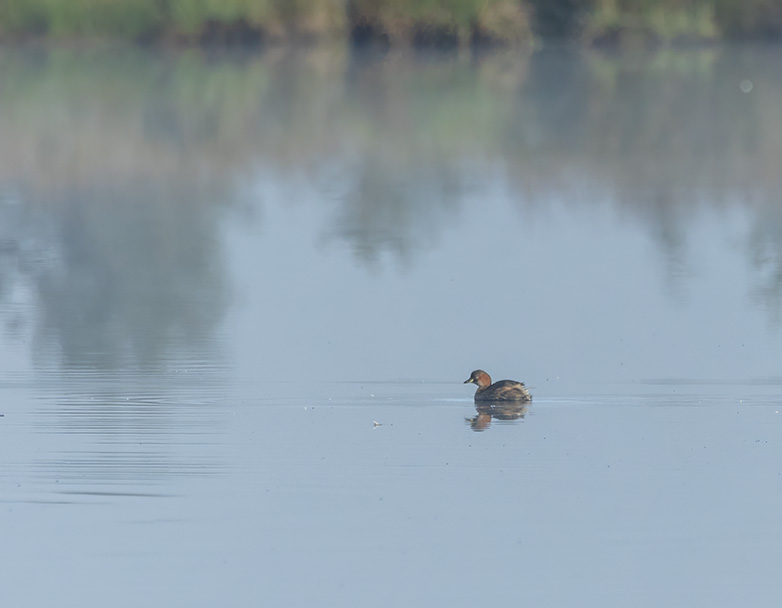 Dodaars_Holtveen290823