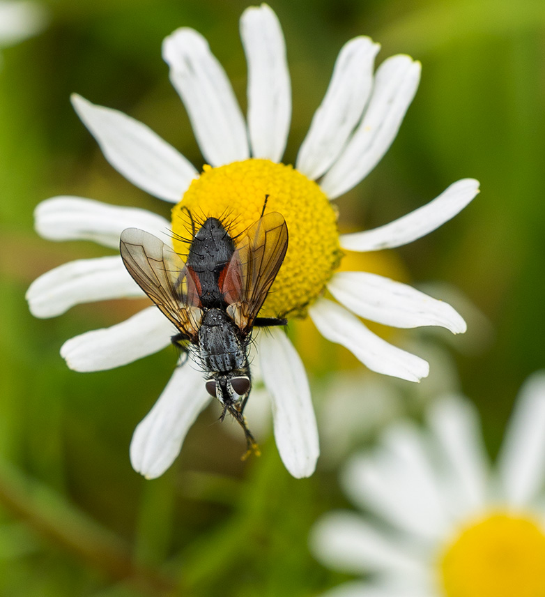 Eriothrixrufomaculatus100823