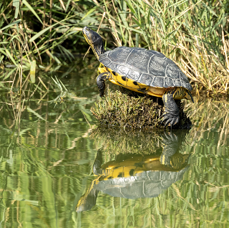 Geelbuikschildpad140923