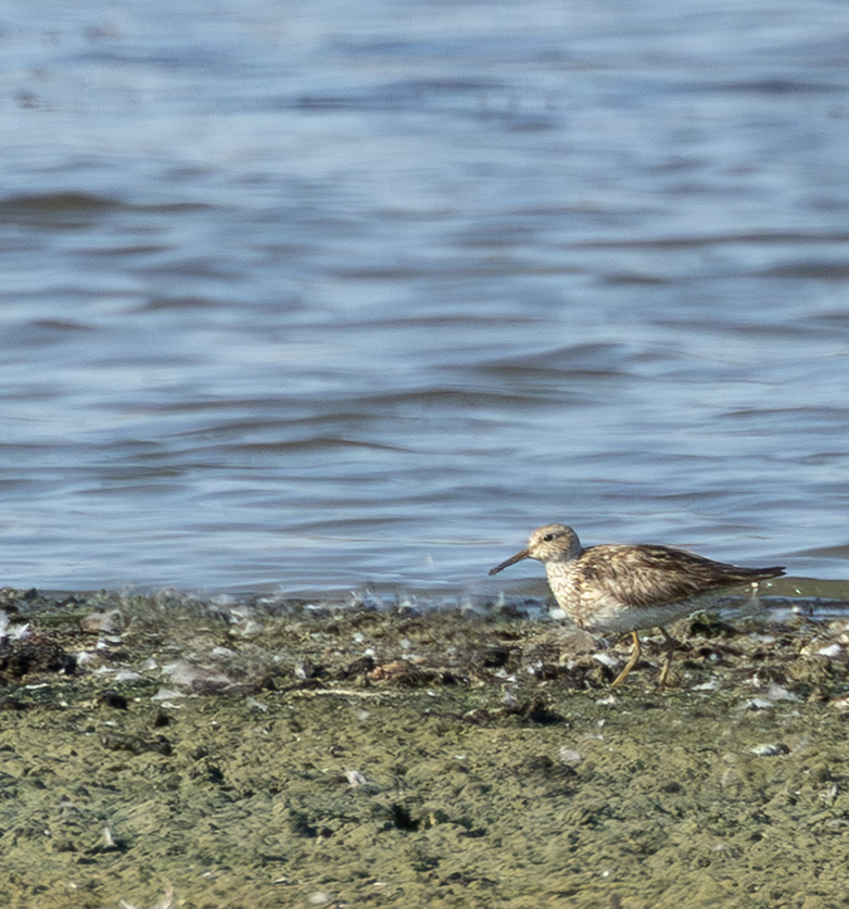 Gestreeptestrandloper110923A