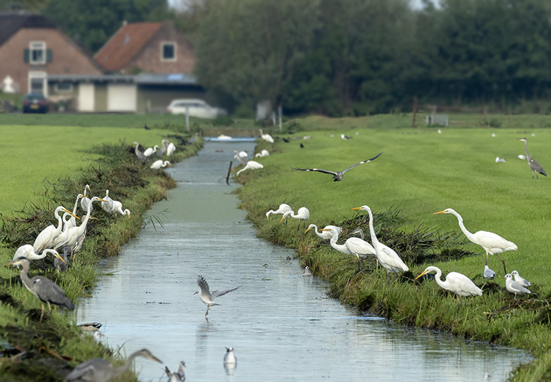 Grotezilverreigers180923