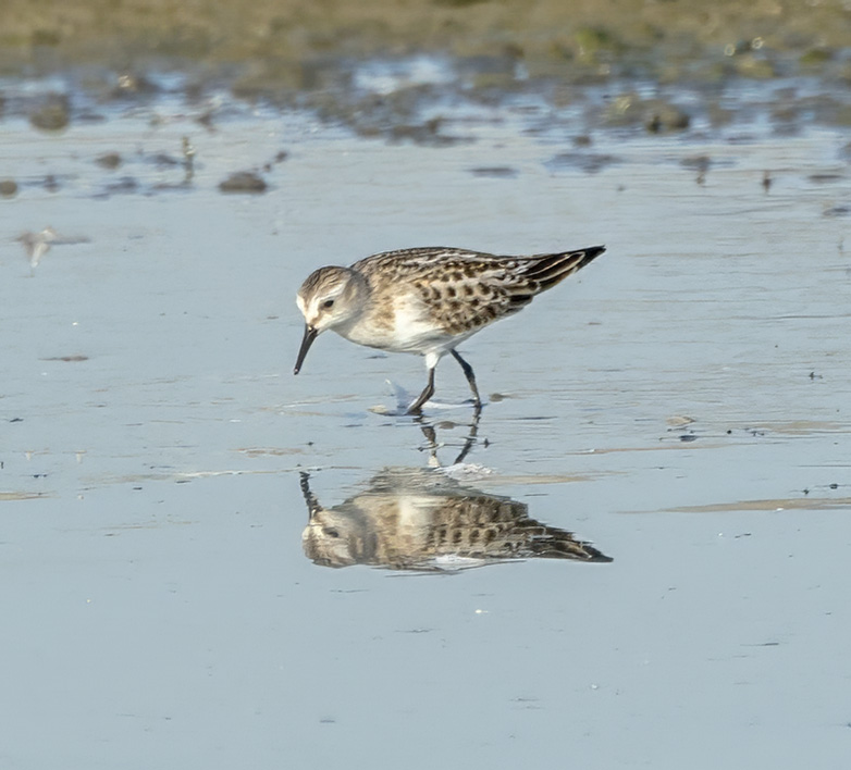 Kleinestrandloper060923