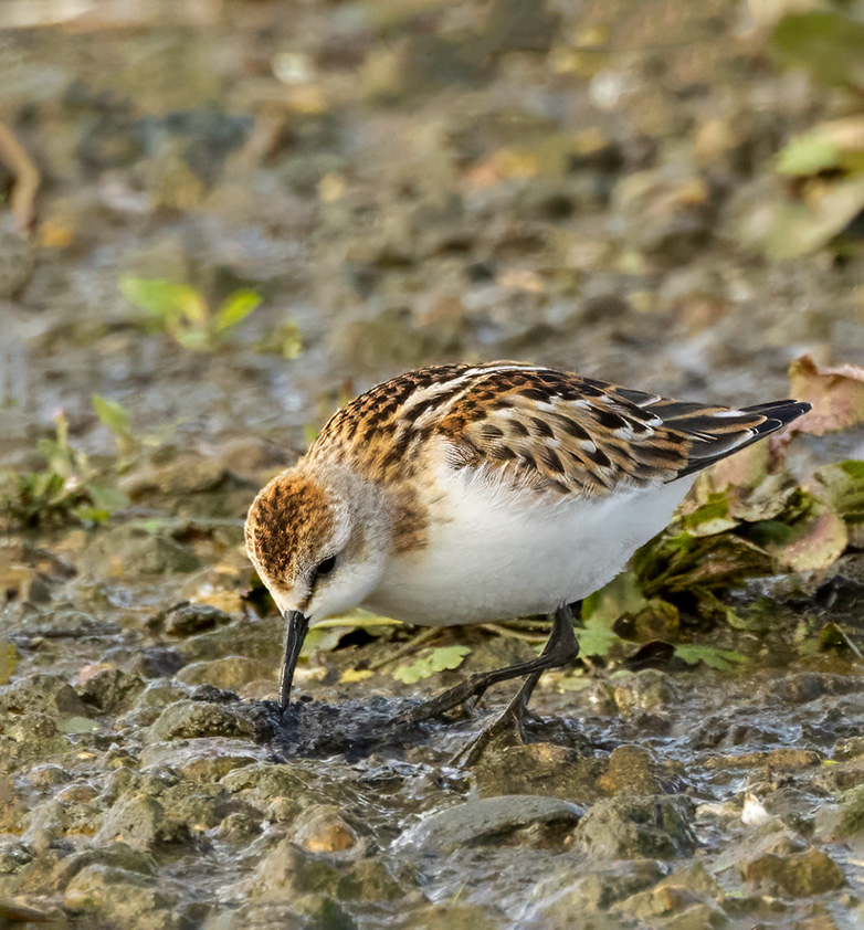 Kleinestrandloper260923