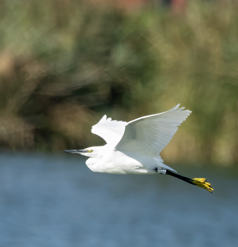 Kleinezilverreiger150923