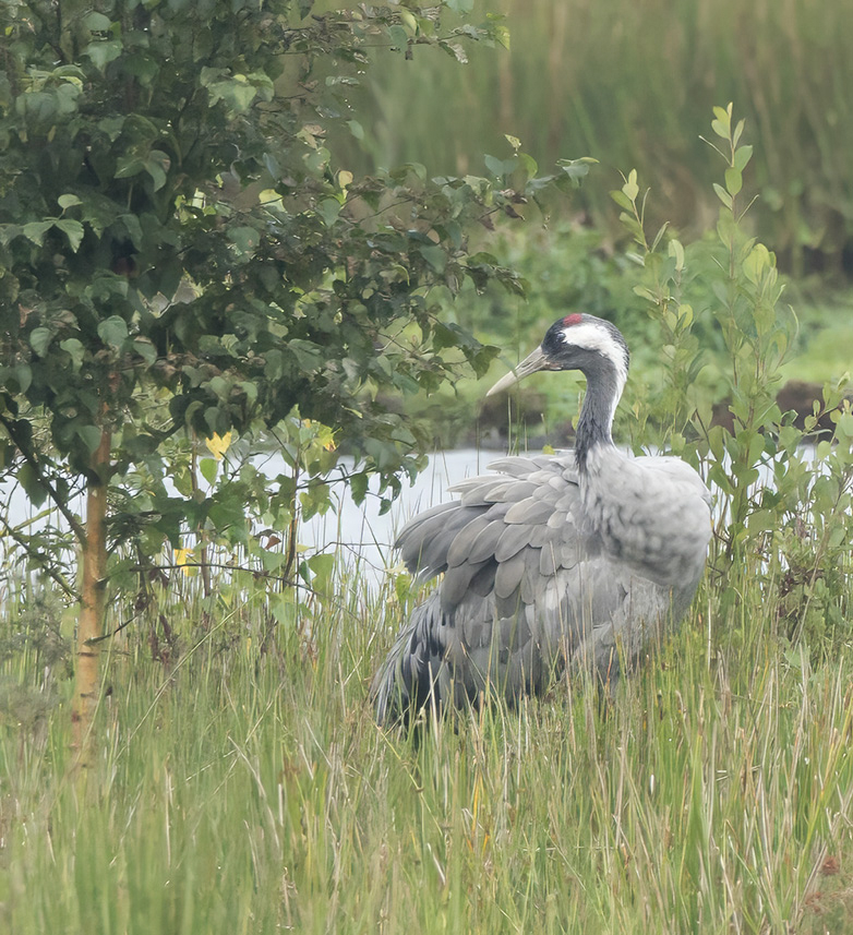 Kraanvogel020923B