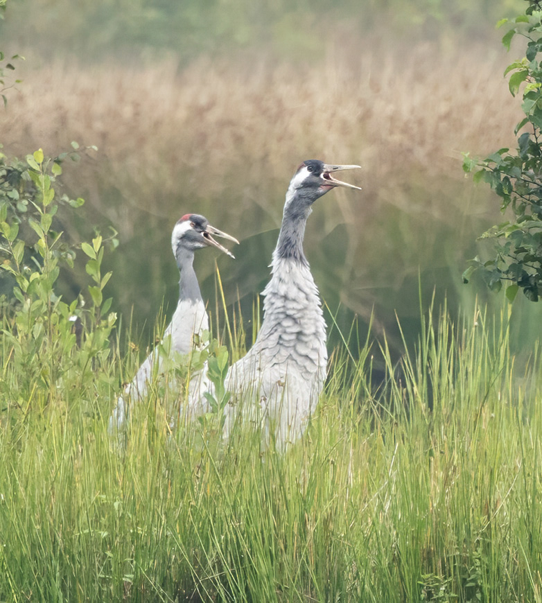 Kraanvogels020923A