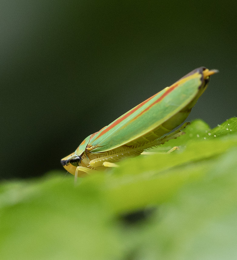 Rododendroncicade280823