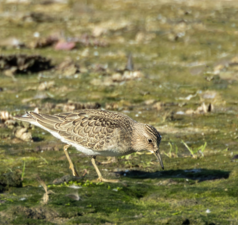 Temmincksstrandloper070923