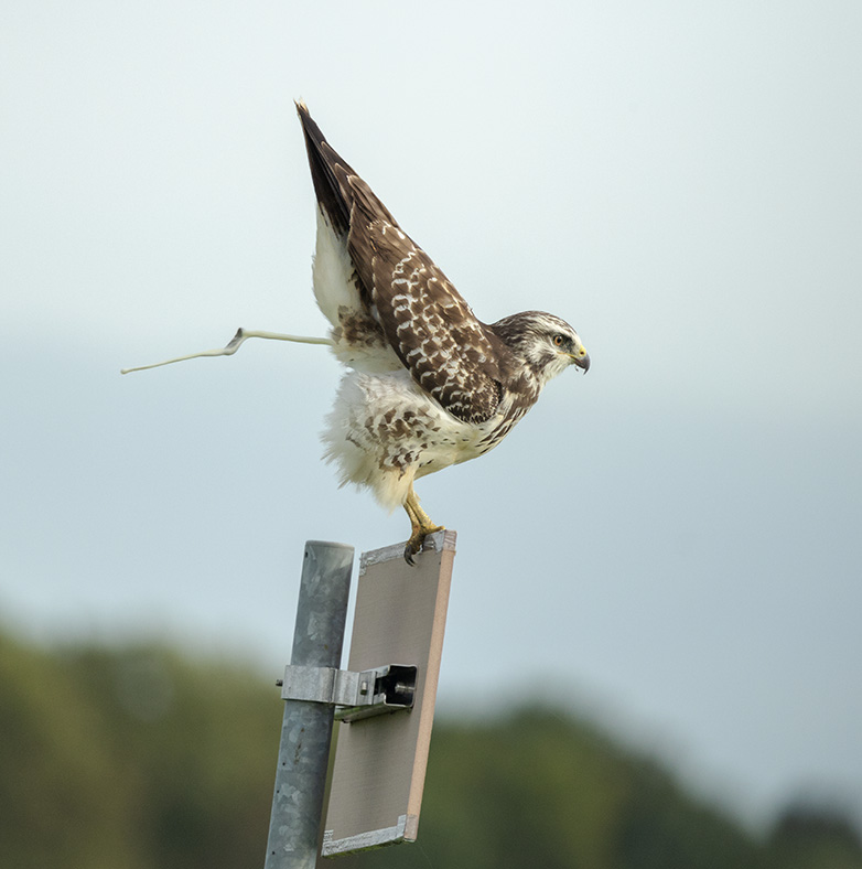 Buizerd161023