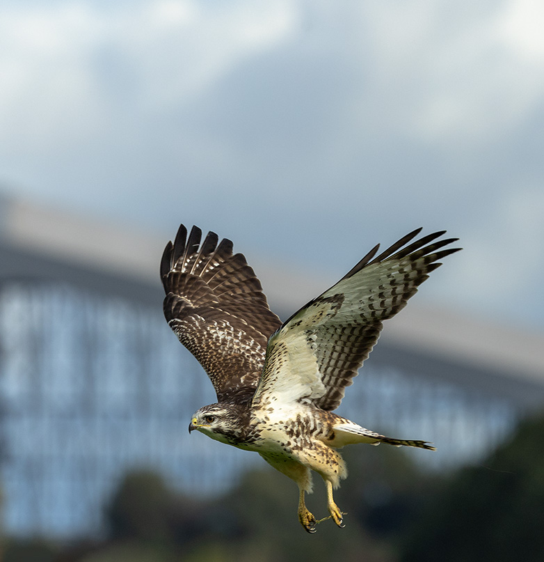 Buizerd161023E