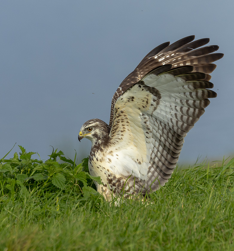 Buizerd161023F